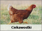 ciekawostki